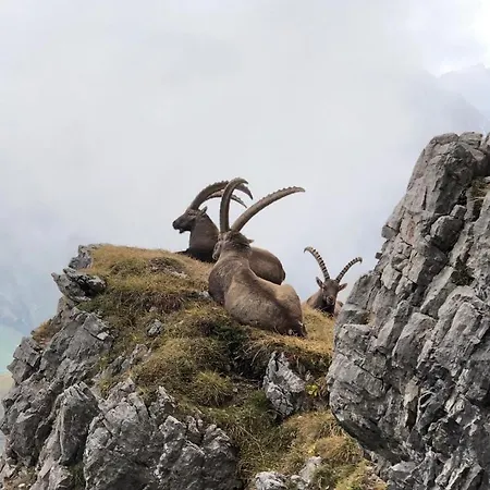 Haus Walch * Elbigenalp