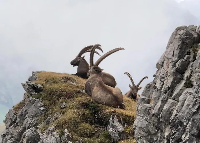 Haus Walch 3* Elbigenalp